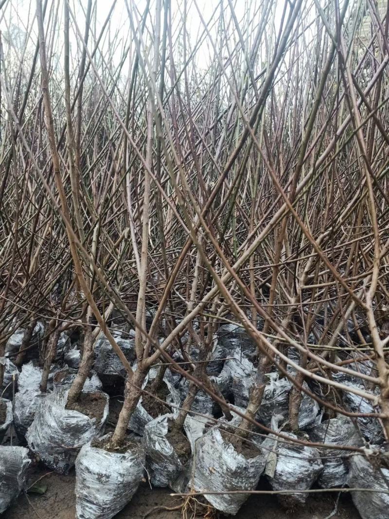 梅花盆景树桩腊梅盆景美人梅朱砂梅盆栽树桩耐寒植物绿梅红梅