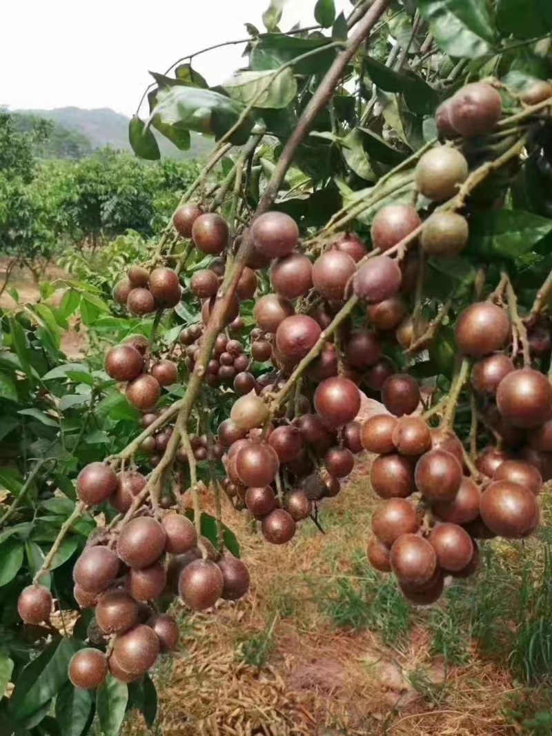 黑黄皮苗紫肉黄皮果苗改良过的新品种口感相当好