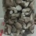 秀珍菇