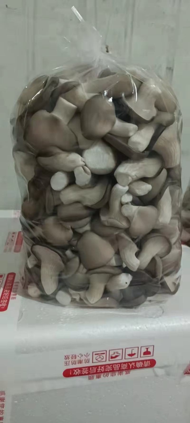 秀珍菇