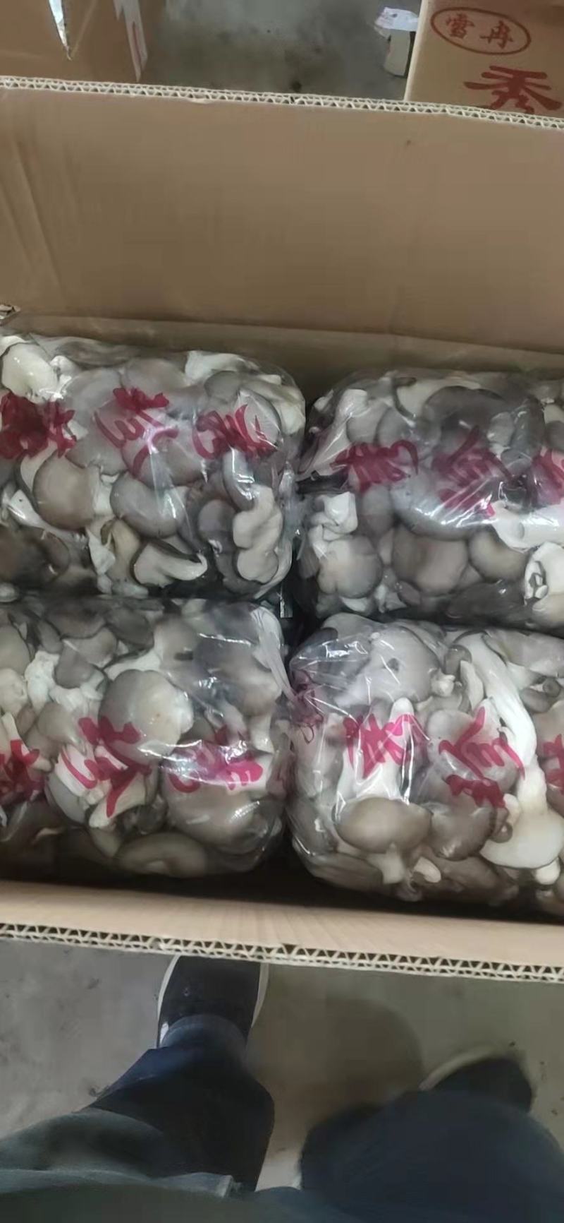 秀珍菇