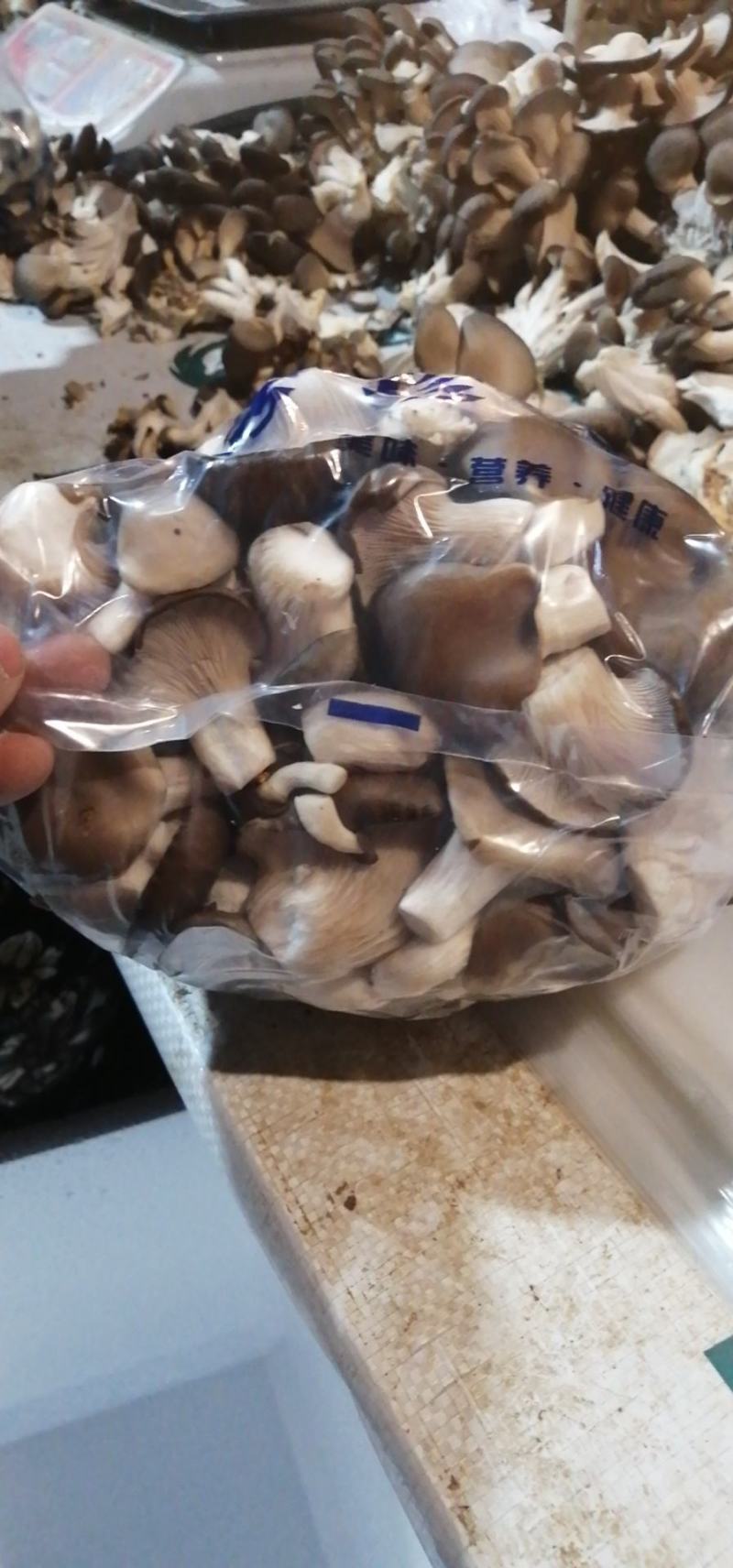 秀珍菇