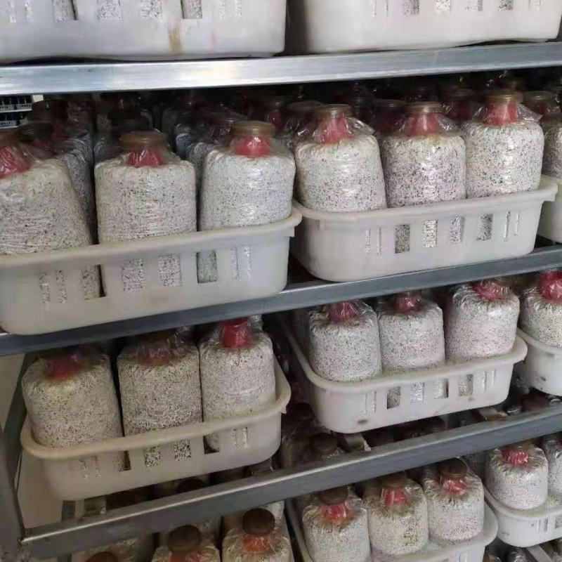 2.4斤精品黑皮鸡枞菌包产地直销货量充足价格实惠