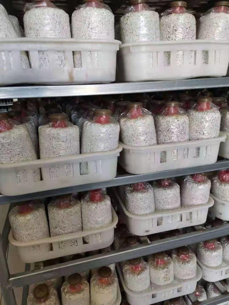 2.4斤精品黑皮鸡枞菌包产地直销货量充足价格实惠