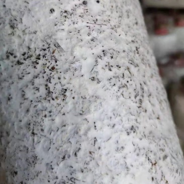 精品黑皮鸡枞菌包大量上市品质优良价格实惠