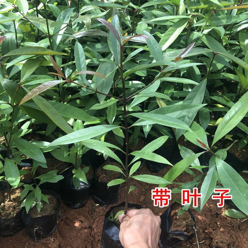 【精选】岭南黄金山竹苗营养杯苗成活率高