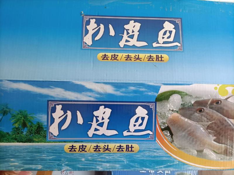 马面鱼也叫扒皮鱼质量保证欢迎订购