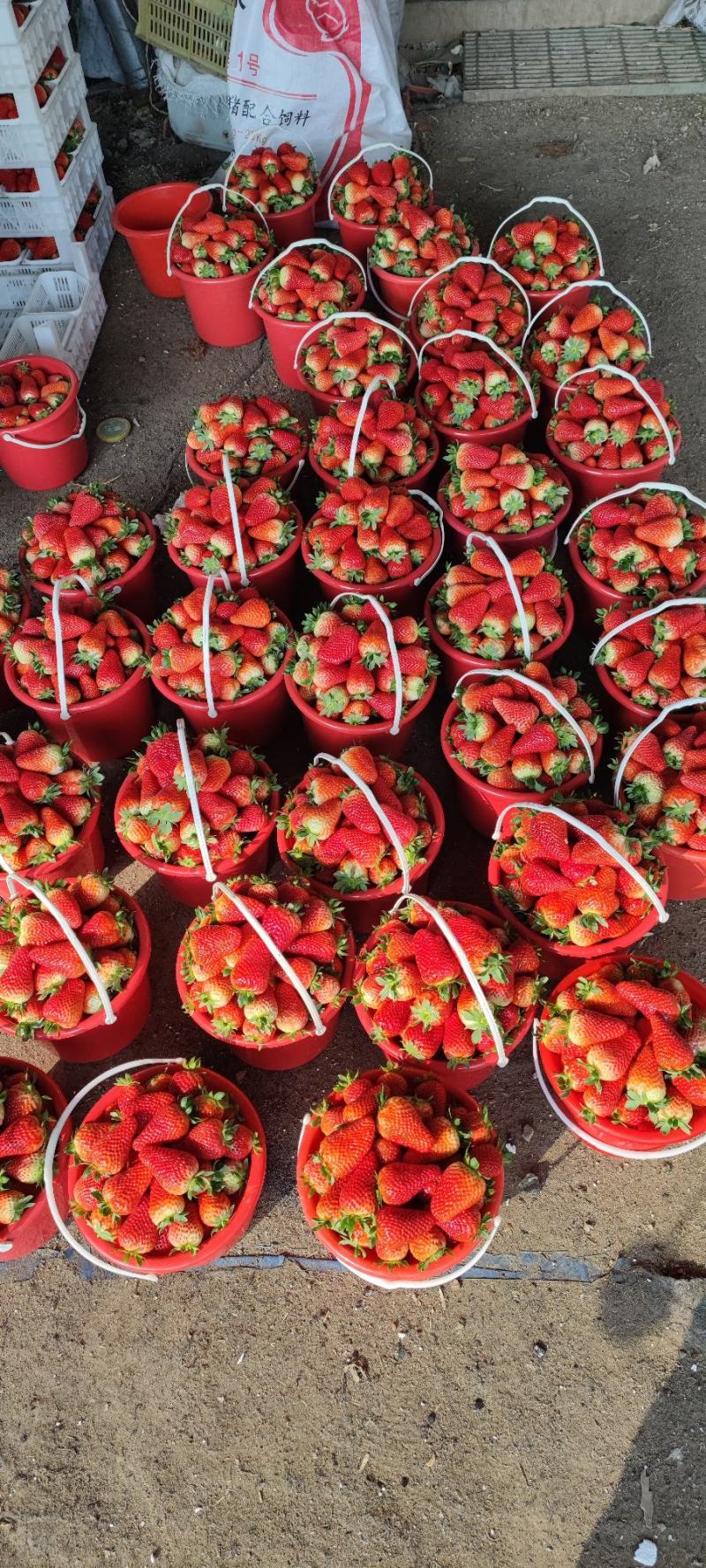 草莓-联盟-中大果-欢迎各位老板采购。。