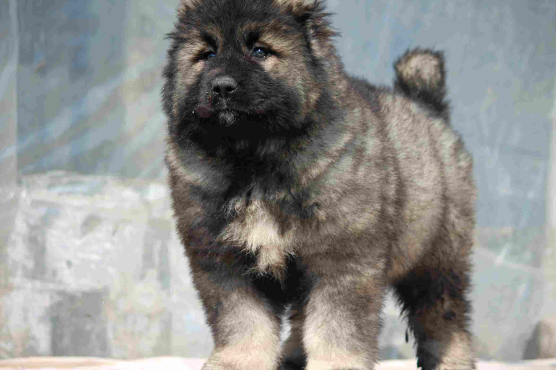 纯种高加索幼犬疫苗齐全特种护卫犬看家护院