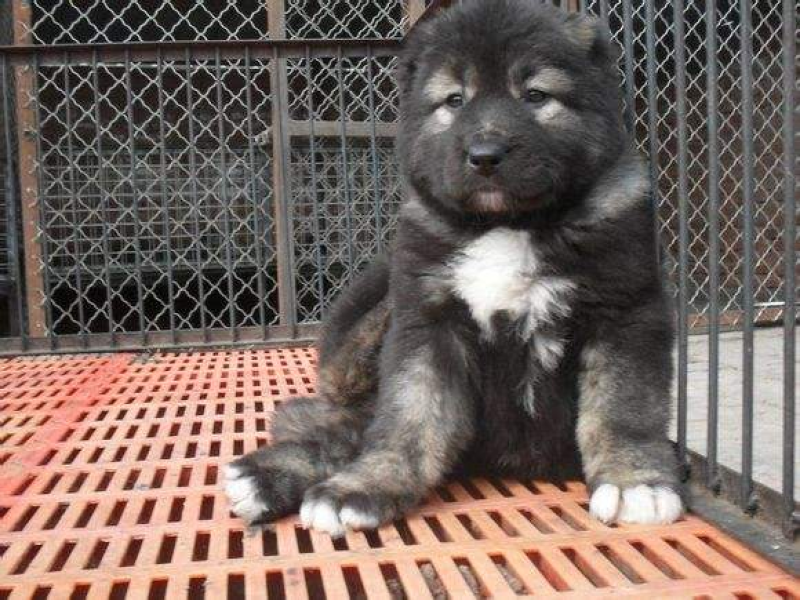 纯种高加索幼犬疫苗齐全特种护卫犬看家护院