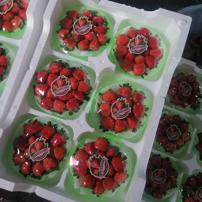 草莓
