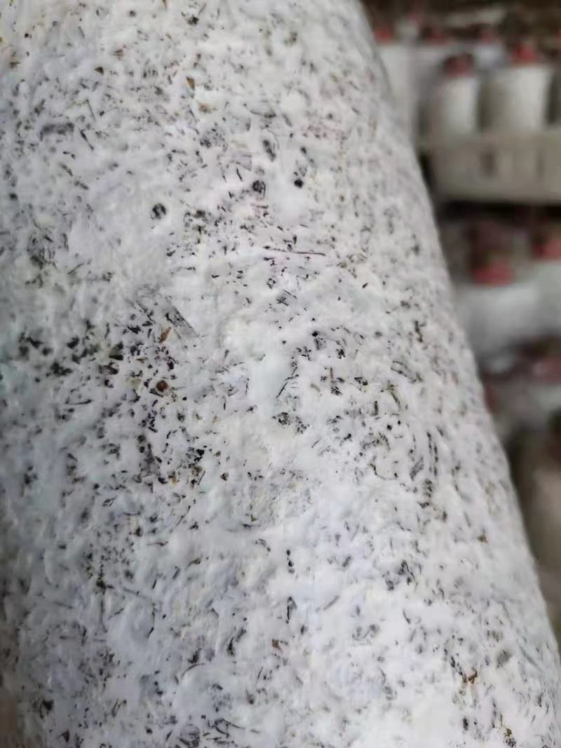 精品黑皮鸡枞菌包鲜货现货大量上市质量好价格优