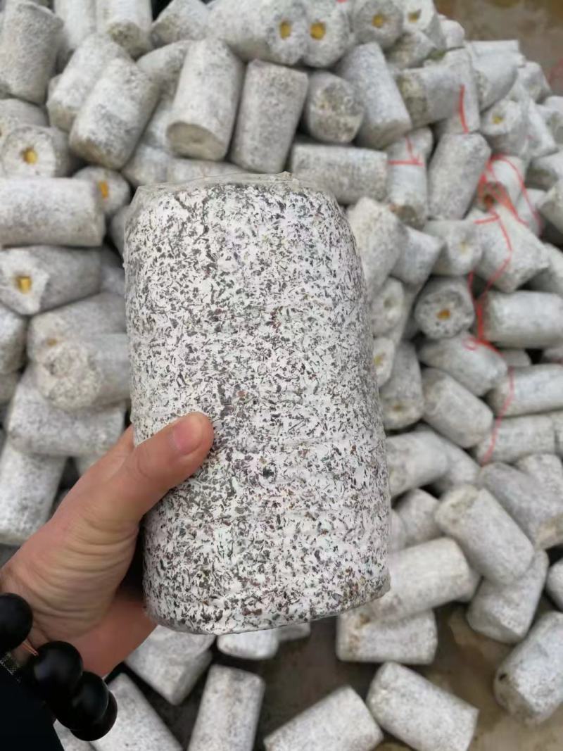 山东黑皮鸡枞菌包品质优良货源充足价格实惠