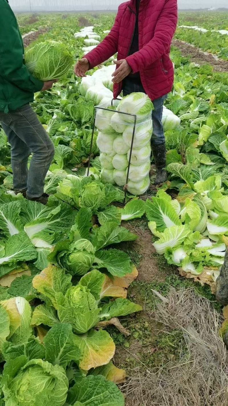 热卖中黄心白菜支持视频看货量大从优基地直供欢迎电话联系