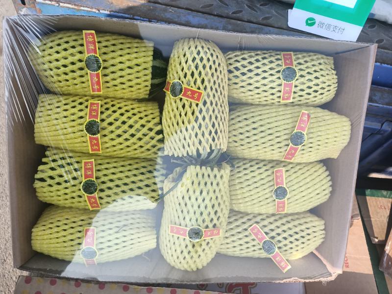 温室大棚香瓜已经上市品种全质量好口感好自然成熟
