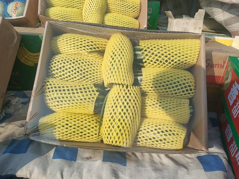 温室大棚香瓜已经上市品种全质量好口感好自然成熟