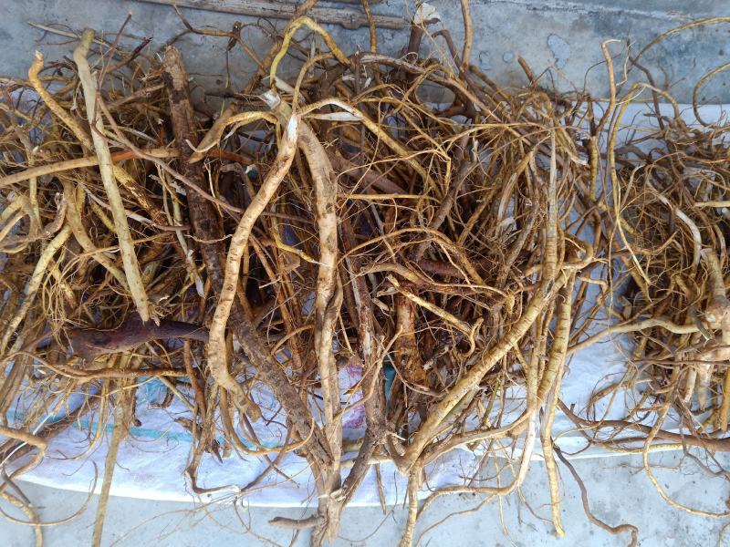 云南五指毛桃根、小叶白花牛奶香根，香味十足。