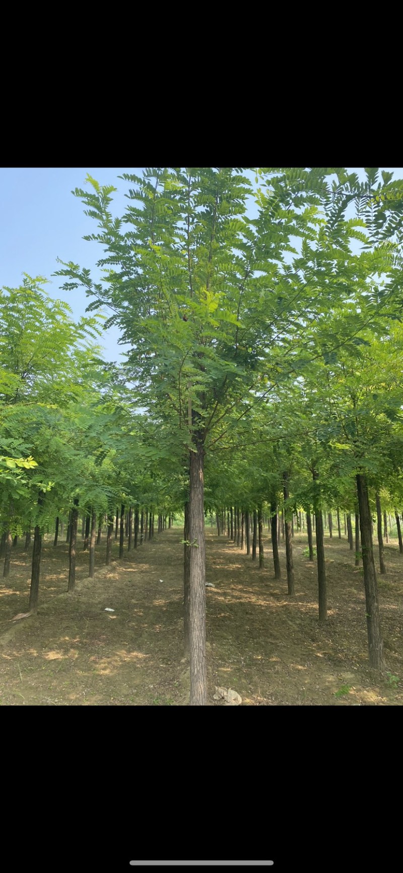 推荐6-15公分刺槐、洋槐、物美价廉、薄利多销