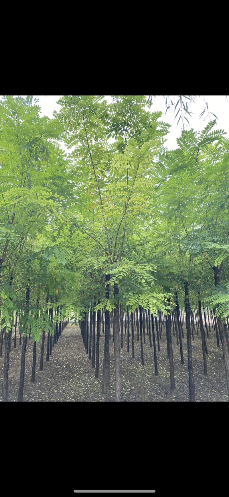 推荐6-15公分刺槐、洋槐、物美价廉、薄利多销
