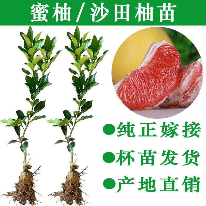 泰国青皮红心柚，泰国红宝石，三红蜜柚，沙田柚，泰国暹罗红