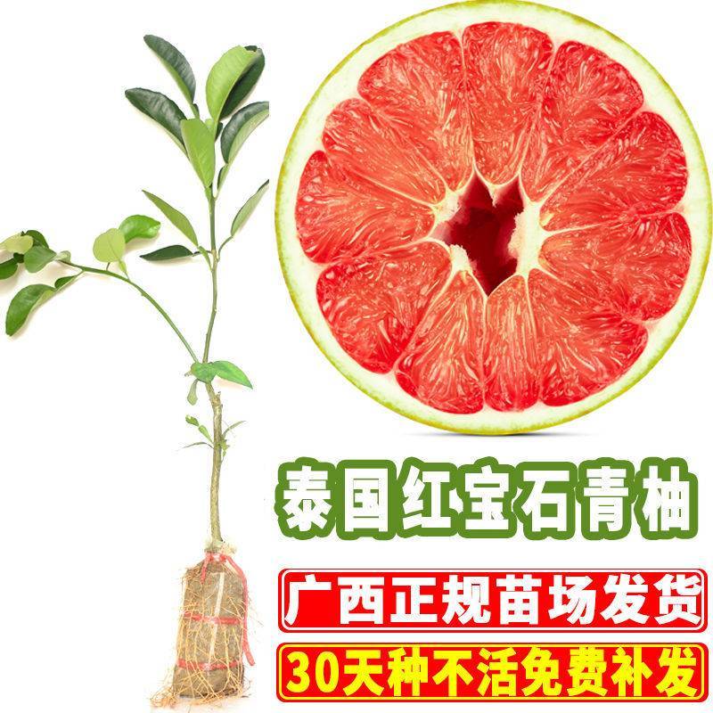 泰国青皮红心柚，泰国红宝石，三红蜜柚，沙田柚，泰国暹罗红