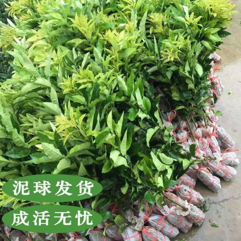 泰国青皮红心柚，泰国红宝石，三红蜜柚，沙田柚，泰国暹罗红