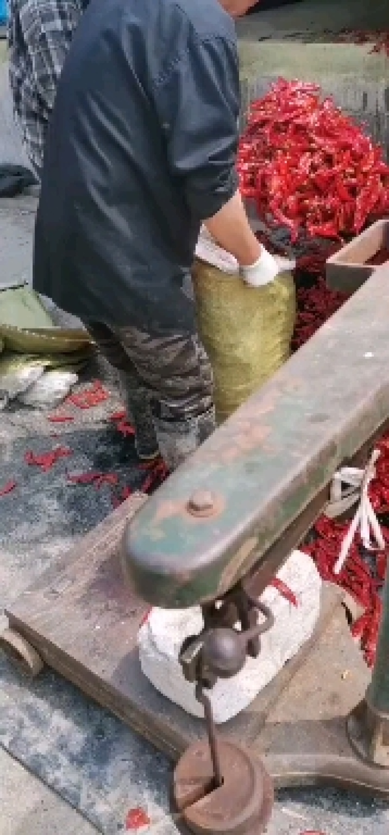 酱香浓郁的腌制软皮辣椒最新价格不加食品添加剂