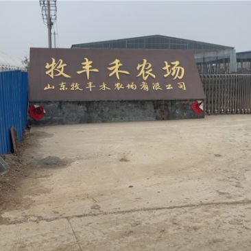 牛粪发酵牛粪稻壳牛粪有机肥发货全国质优价廉高端