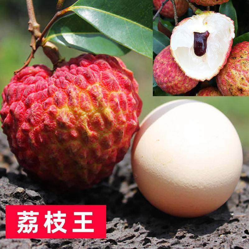 【精品】桂味，妃子笑，无核荔枝苗，小核肉厚，现挖苗现发货