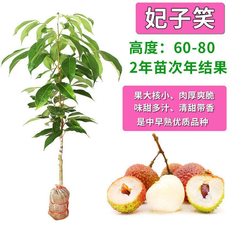 【精品】桂味，妃子笑，无核荔枝苗，小核肉厚，现挖苗现发货