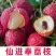 【精品】桂味,妃子笑,无核荔枝苗,小核肉厚,现挖苗现发货