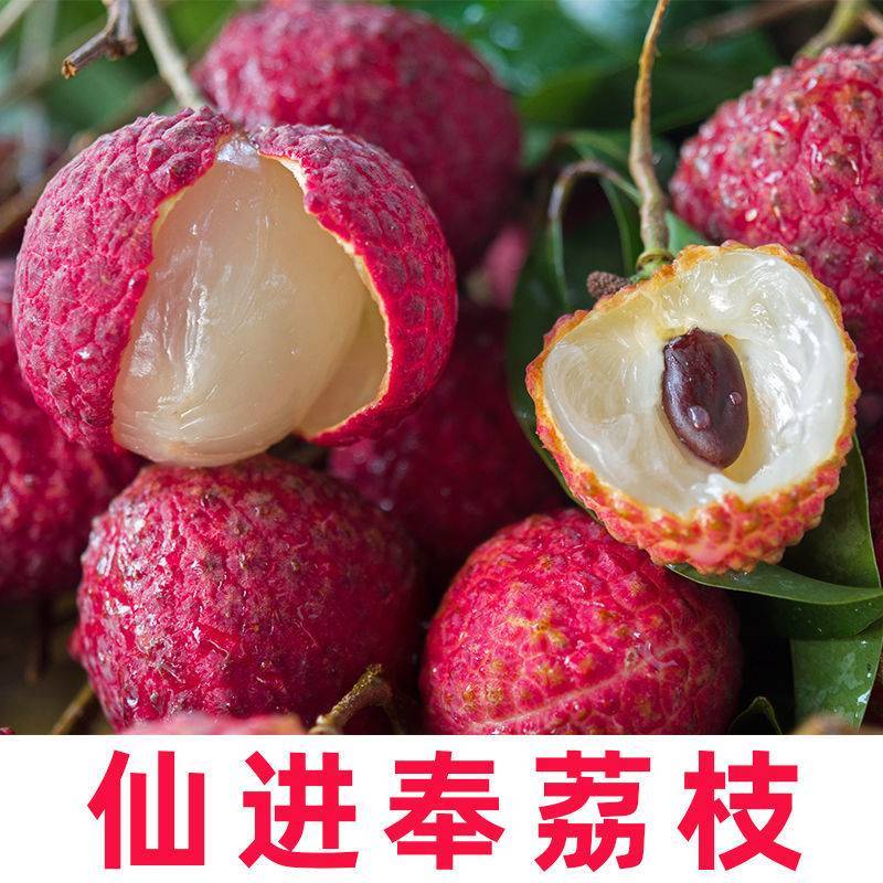 【精品】桂味，妃子笑，无核荔枝苗，小核肉厚，现挖苗现发货