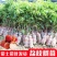 【精品】桂味,妃子笑,无核荔枝苗,小核肉厚,现挖苗现发货