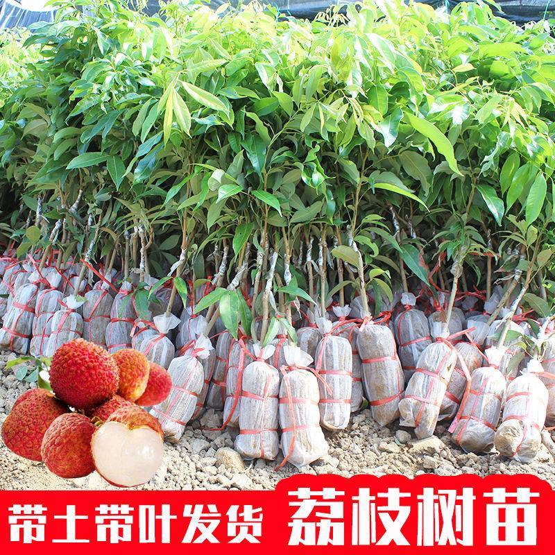 【精品】桂味，妃子笑，无核荔枝苗，小核肉厚，现挖苗现发货