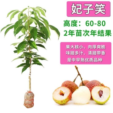【精品】桂味,妃子笑,无核荔枝苗,小核肉厚,现挖苗现发货