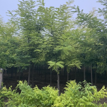 【刺槐】推荐6-20公分刺槐、大量供应、红花刺槐协助装车