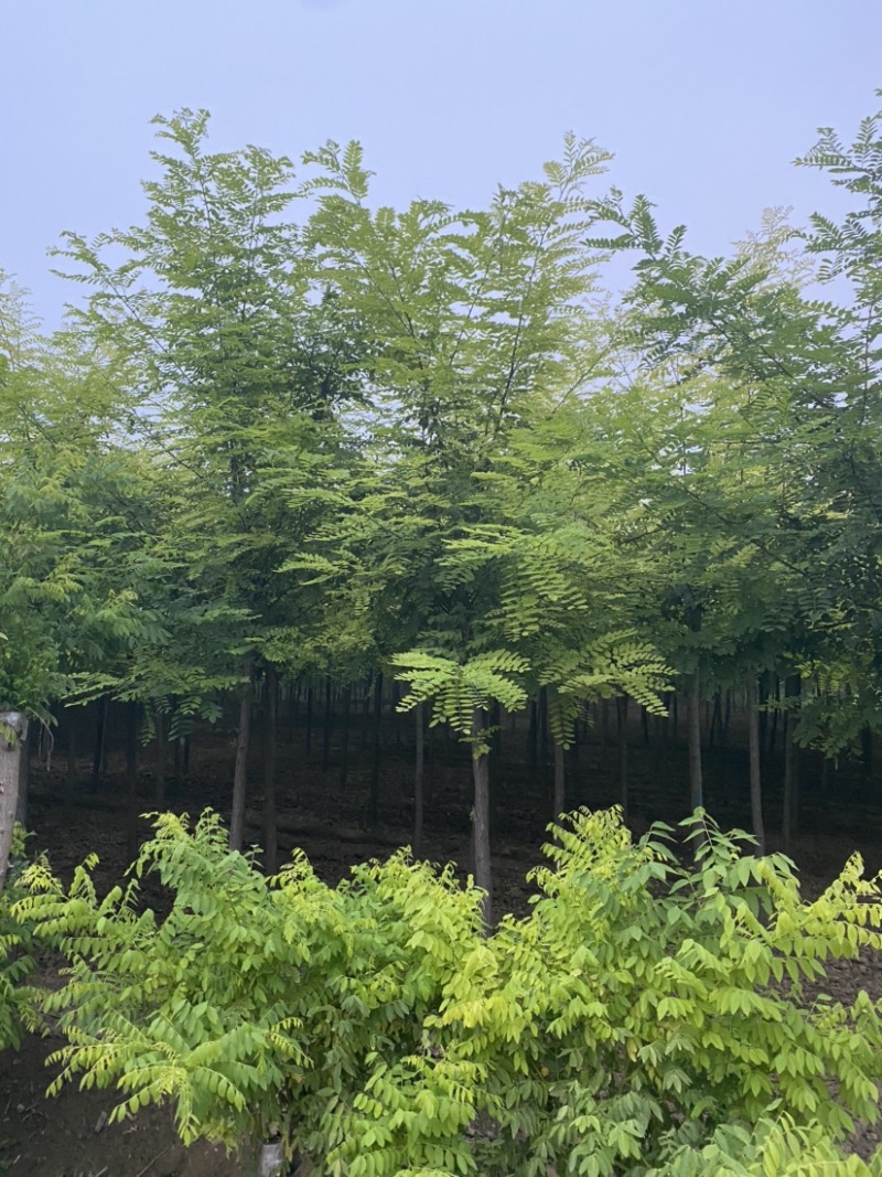 【刺槐】推荐6-20公分刺槐、大量供应、红花刺槐协助装车