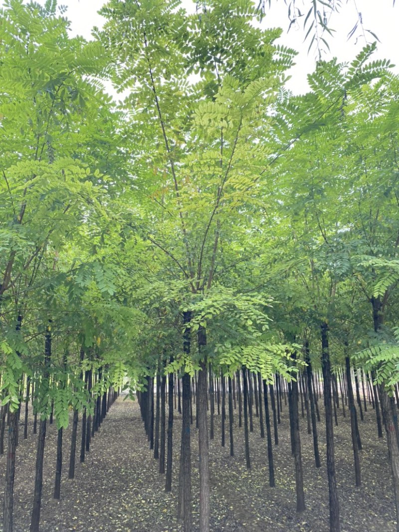 【刺槐】推荐6-20公分刺槐、大量供应、红花刺槐协助装车