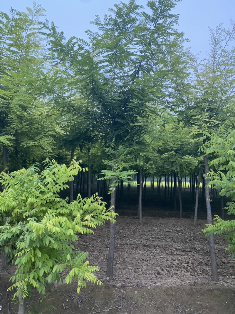 【刺槐】推荐6-20公分刺槐、大量供应、红花刺槐协助装车