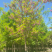 【当季热销】香花槐嫁接香花槐8-15公分大量出售全国发货