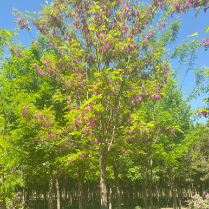 【当季热销】香花槐嫁接香花槐8-15公分大量出售全国发货