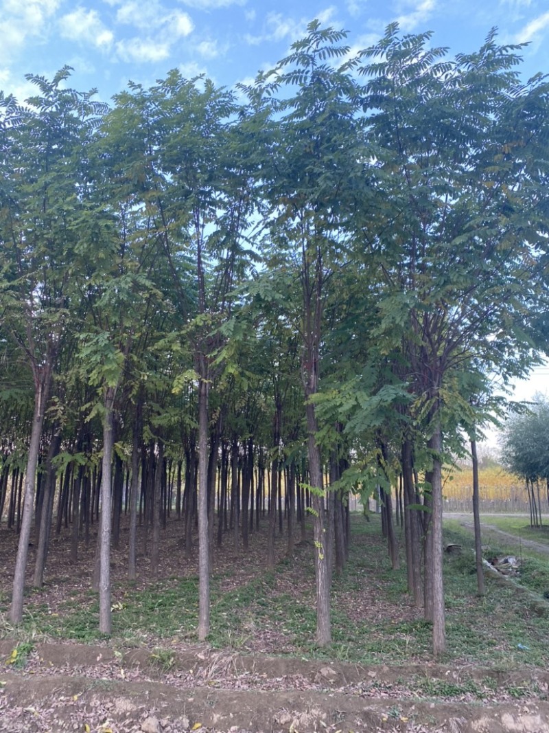 【当季热销】香花槐嫁接香花槐8-15公分大量出售全国发货