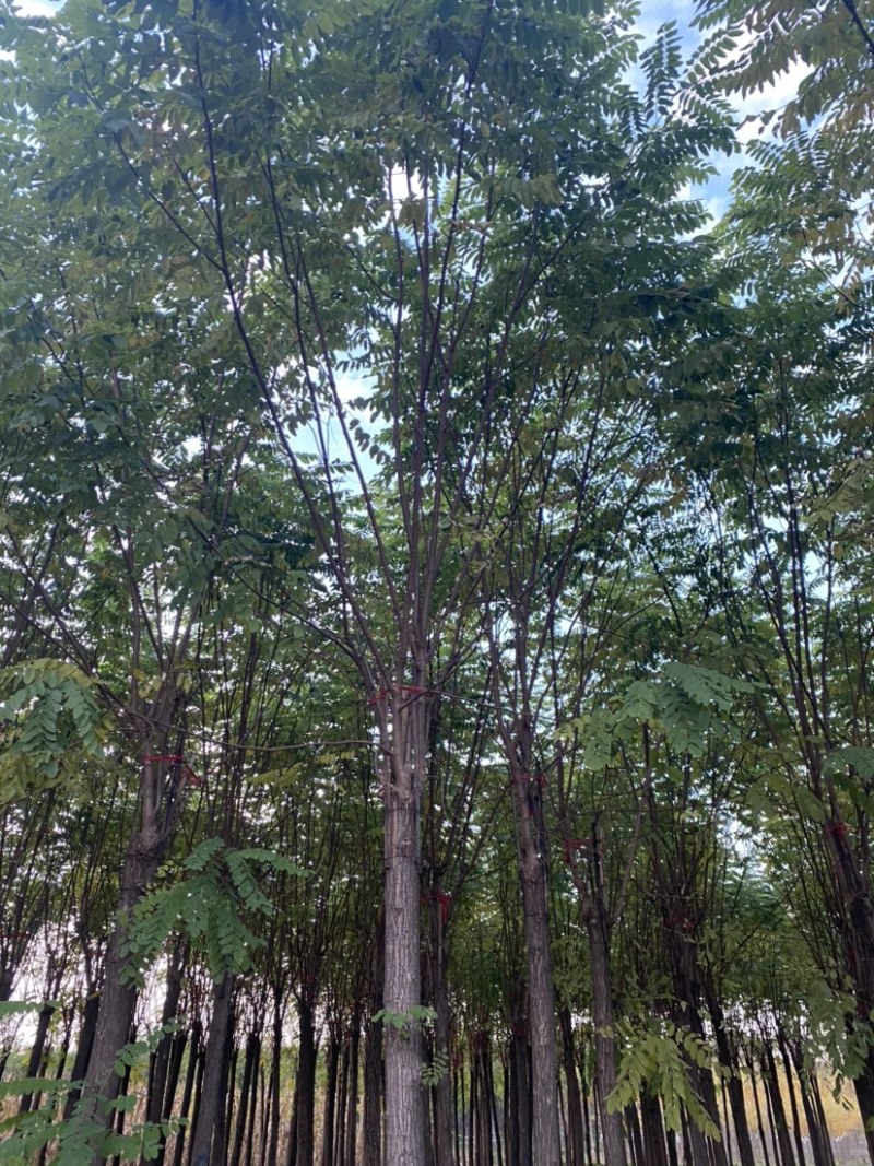【当季热销】香花槐嫁接香花槐8-15公分大量出售全国发货