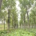 【当季热销】香花槐嫁接香花槐8-15公分大量出售全国发货