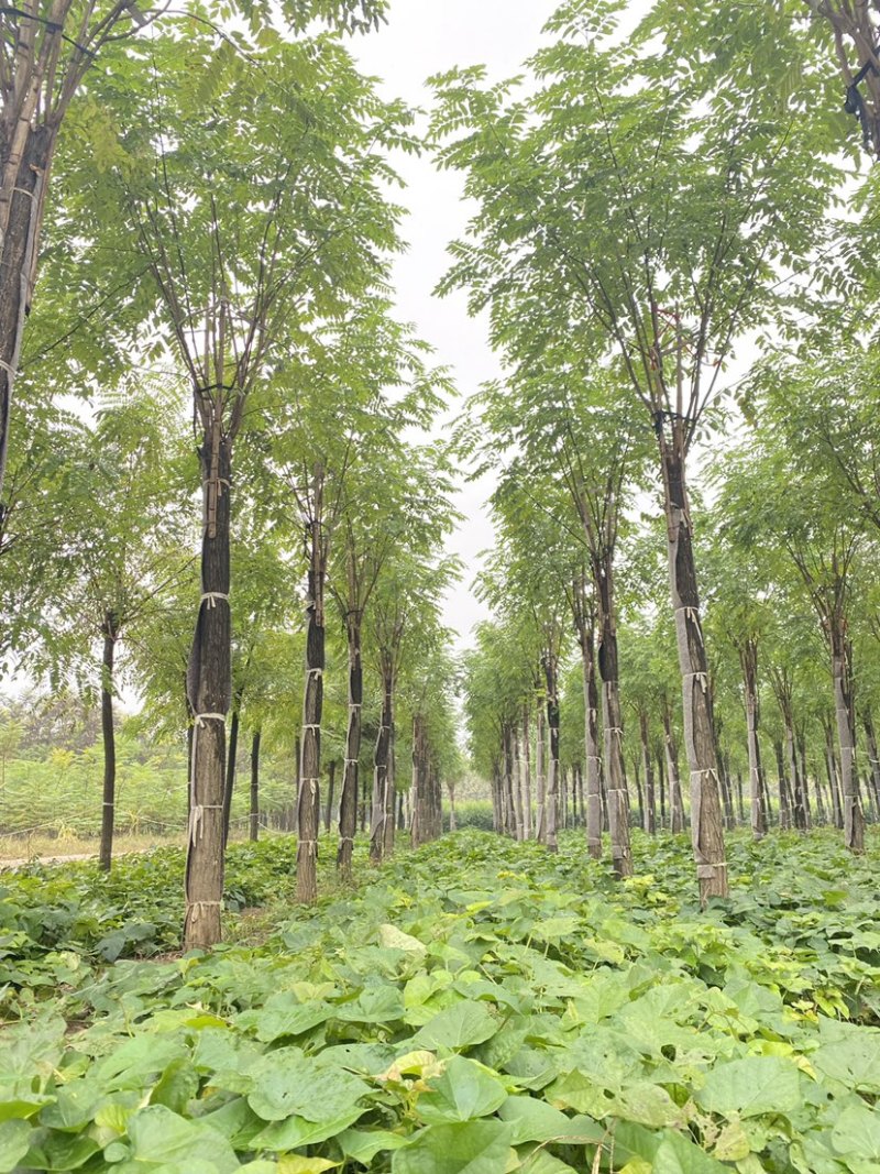 【当季热销】香花槐嫁接香花槐8-15公分大量出售全国发货