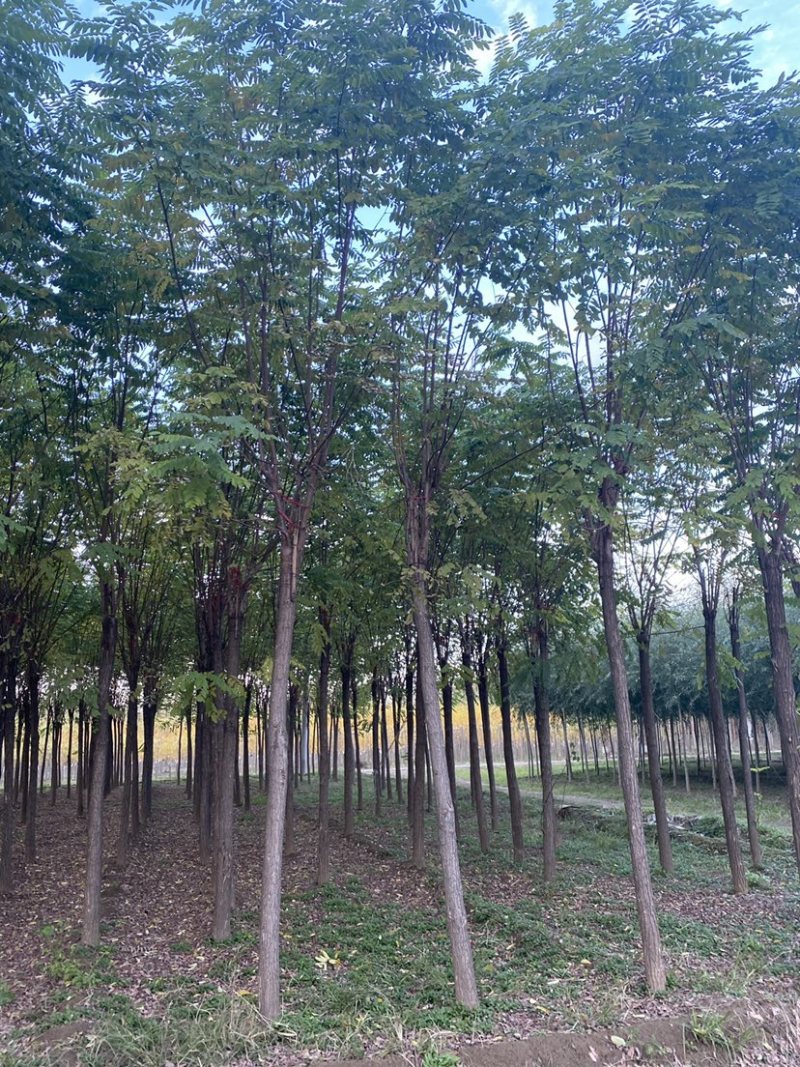 【当季热销】香花槐嫁接香花槐8-15公分大量出售全国发货