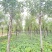 【当季热销】香花槐嫁接香花槐8-15公分大量出售全国发货