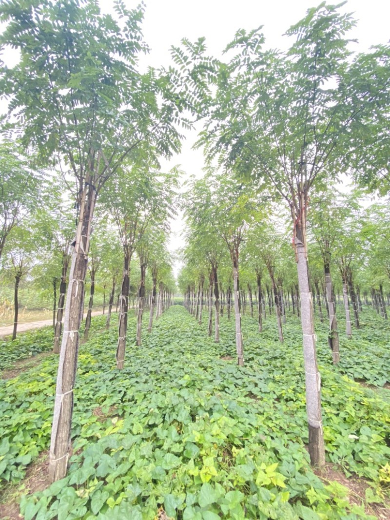 【当季热销】香花槐嫁接香花槐8-15公分大量出售全国发货