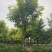 【当季热销】香花槐嫁接香花槐8-15公分大量出售全国发货
