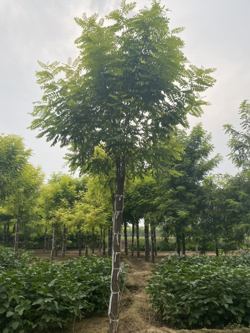 【当季热销】香花槐嫁接香花槐8-15公分大量出售全国发货